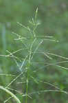 Savannah-panicgrass